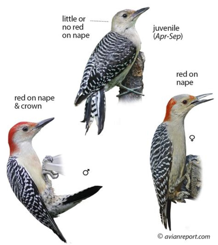 What does the female woodpecker look like