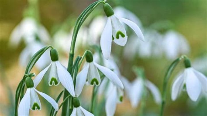 What does the flower snowdrop look like