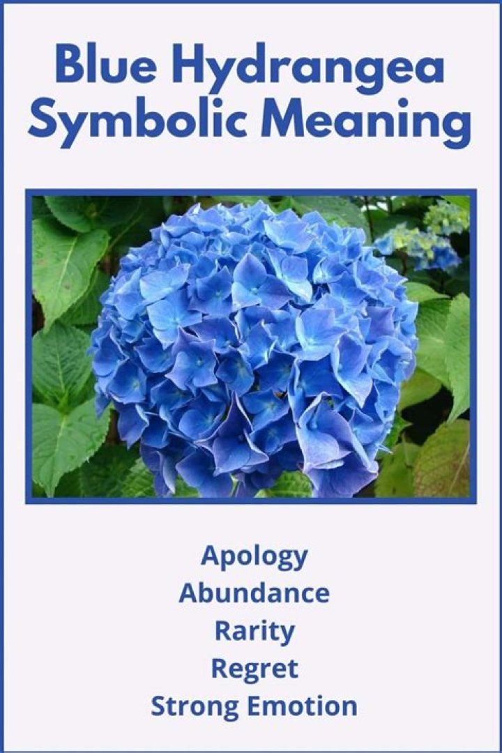 What does the hydrangea flower symbolize