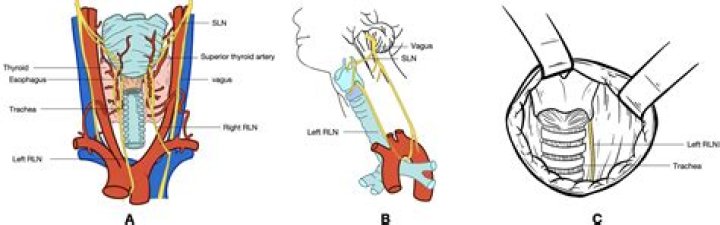 What does the inferior laryngeal nerve innervate