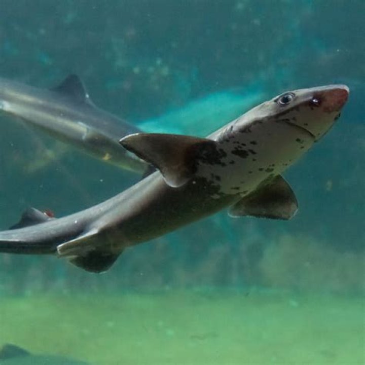 What does the pancreas do in a dogfish shark