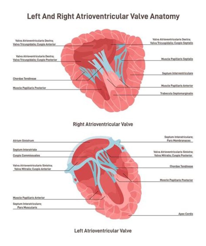 What does the right atrioventricular valve regulate