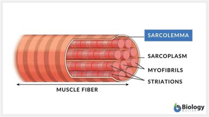 What does the Sarcolemma