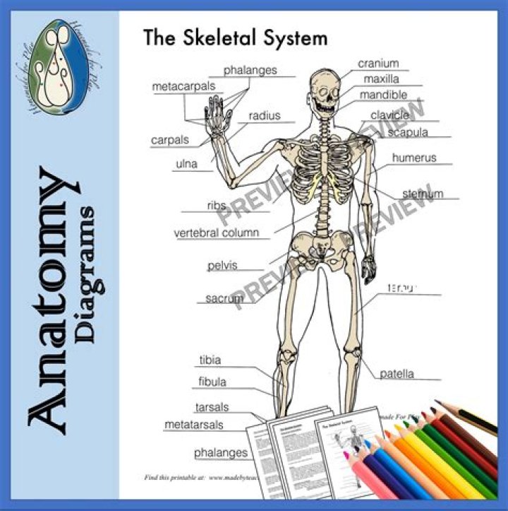 What does the skeletal system store