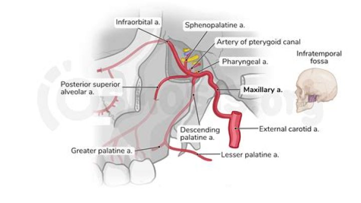 What does the sphenopalatine artery supply