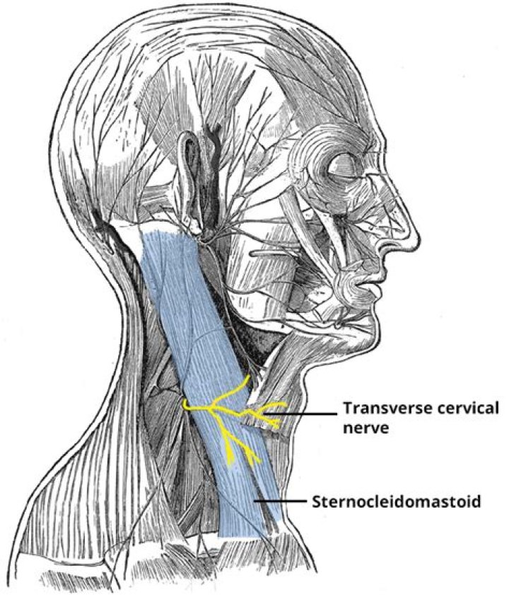 What does the transverse cervical nerve do