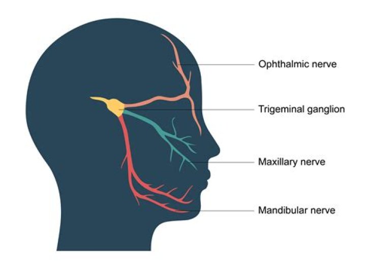 What does the trigeminal ganglion contain
