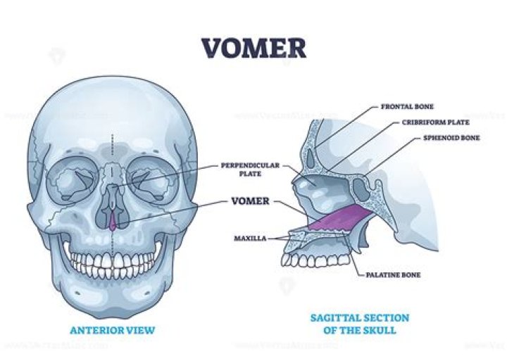 What does the vomer do