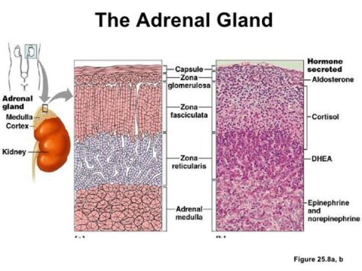 What does the zona reticularis secrete