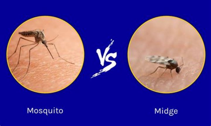 What does vinegar do to mosquitoes