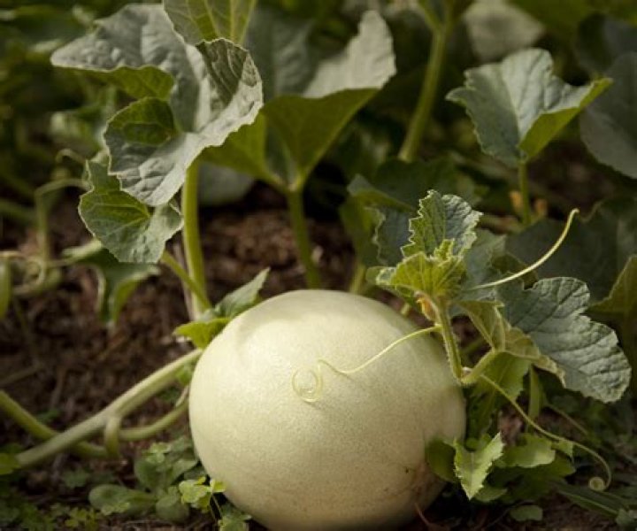 What does winter melon look like