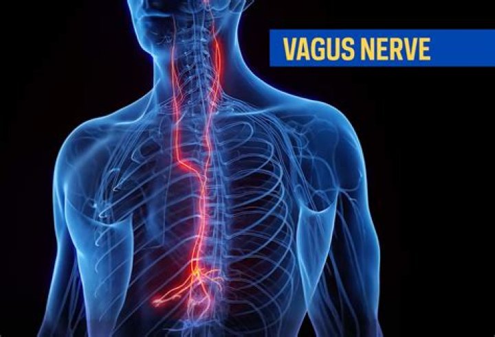 What drug causes temporary paralysis by blocking the transmission of nerve stimuli to the muscles