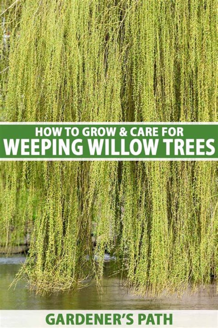 What eats a willow tree