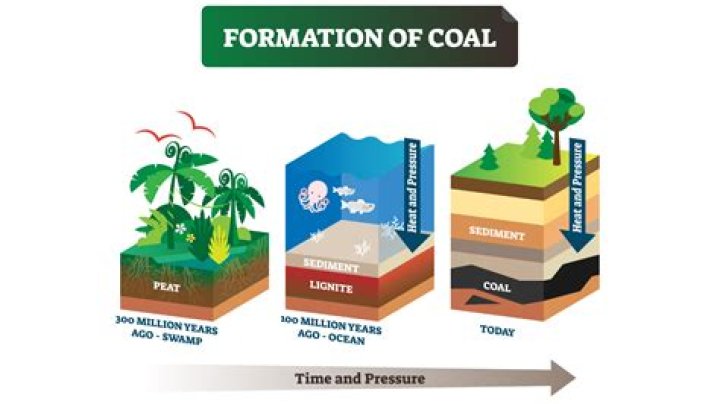What elements do coal and oil contain