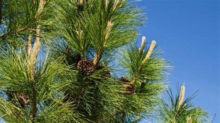 What elevation can pine trees grow