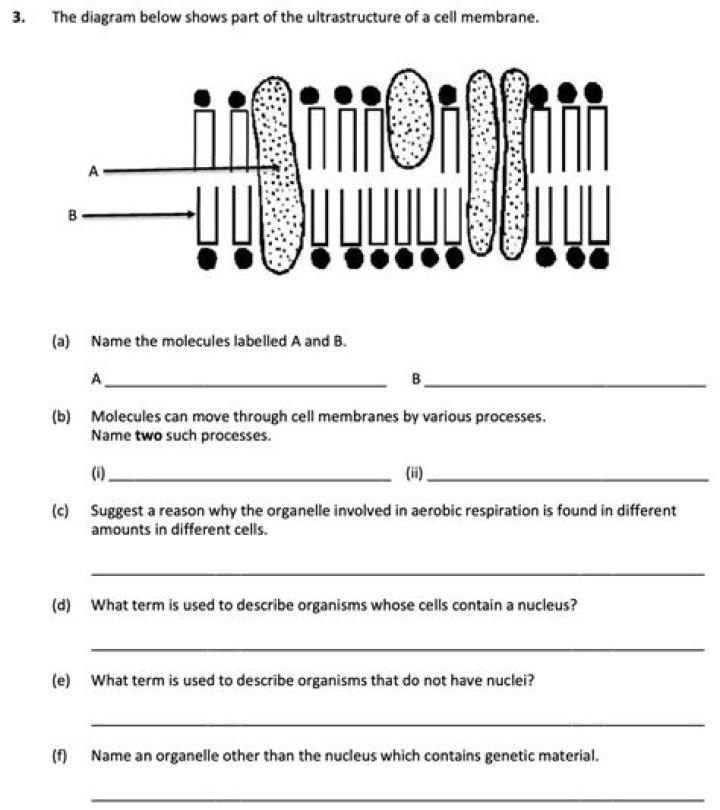 What explains the properties of cells
