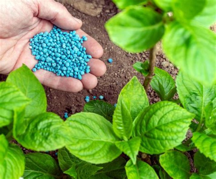 What fertilizer do Soybeans need