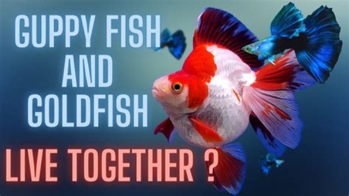What fish can live with frogs