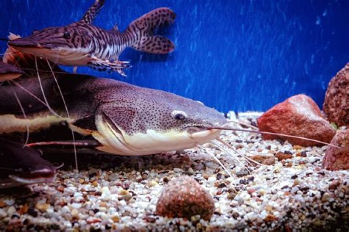 What fish can you put with a red tail catfish