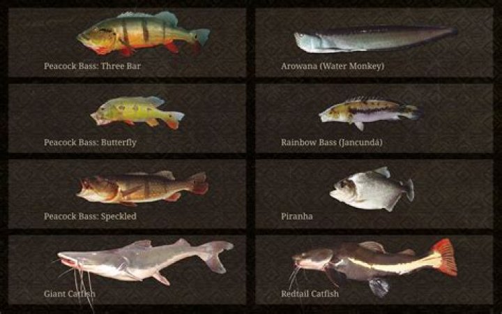 What fish live in the Amazon River