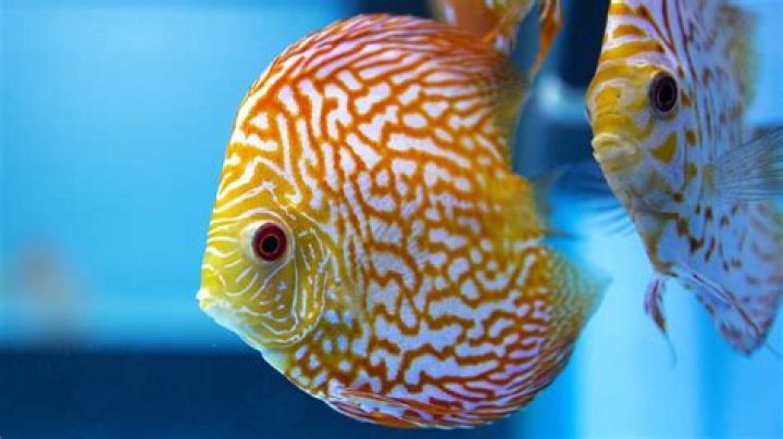 What fish live in the rainforest