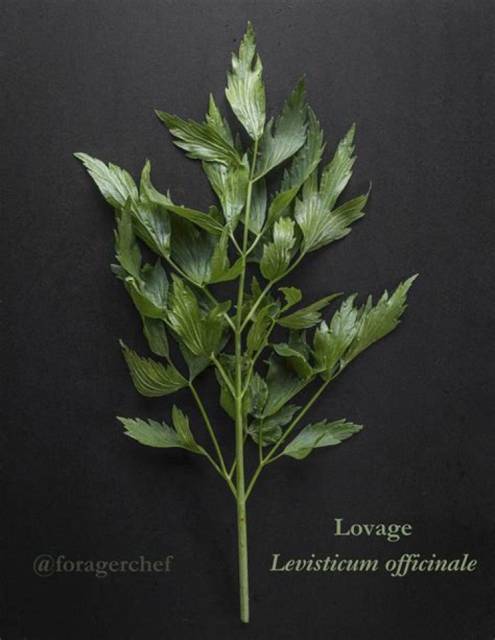What Flavour is Lovage