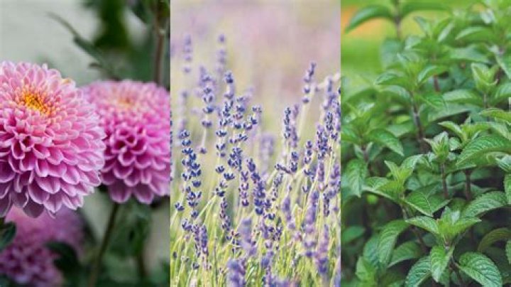 What flower attracts ants