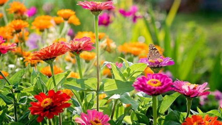 What flower blooms all spring and summer