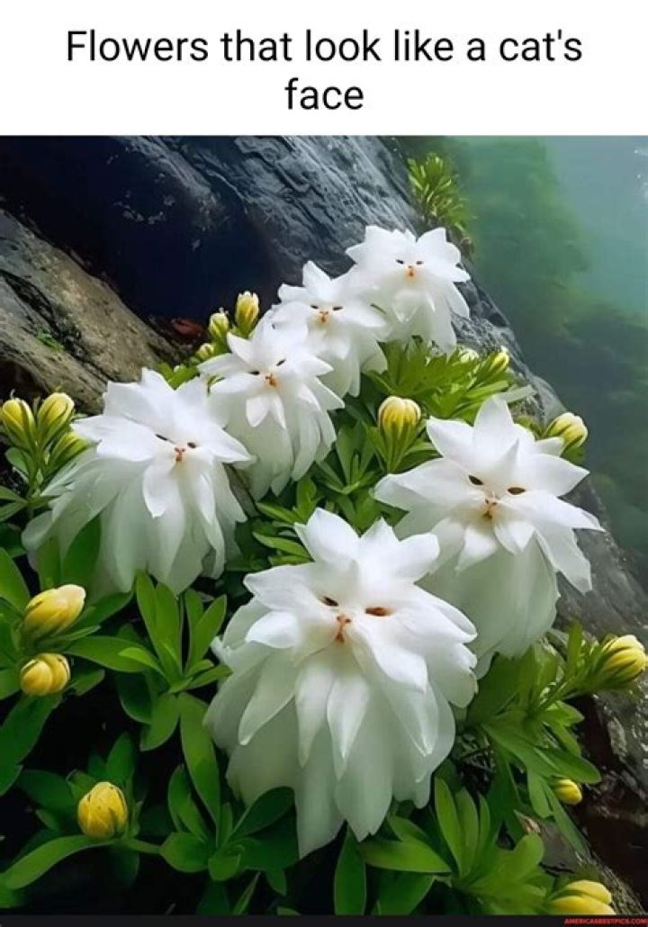 What flower looks like a brain