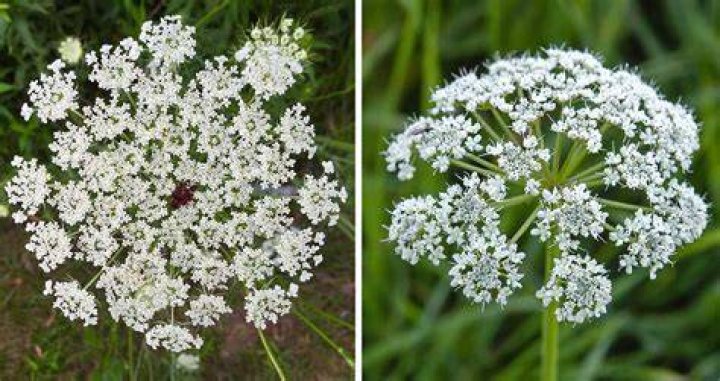 What flower looks like Queen Annes lace