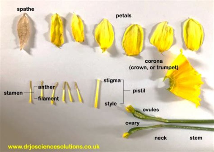 What flowers are good for dissection