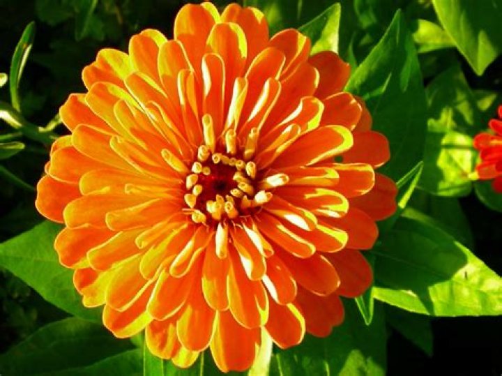 What flowers are in Peru