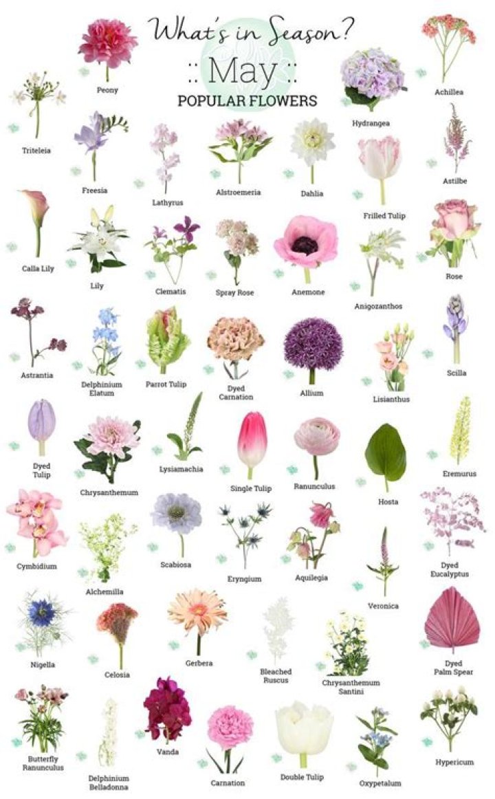 What flowers are in season in May in South Africa