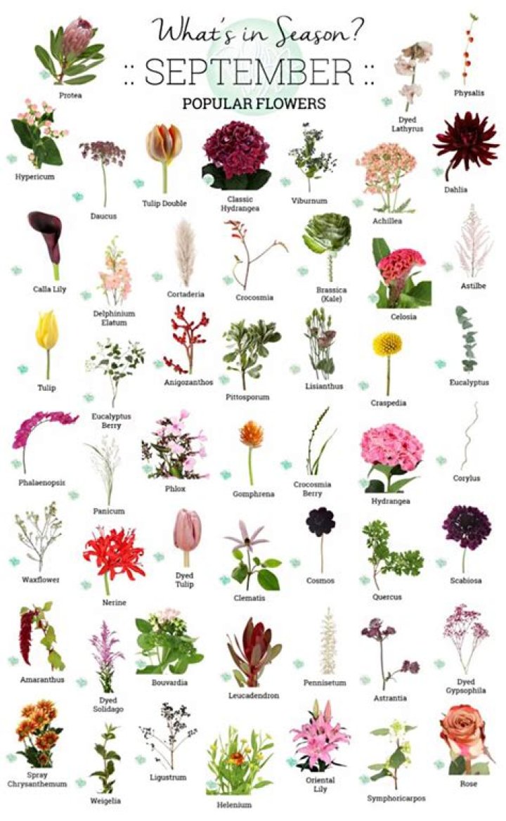 What flowers are in season September