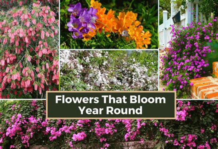 What flowers bloom all season