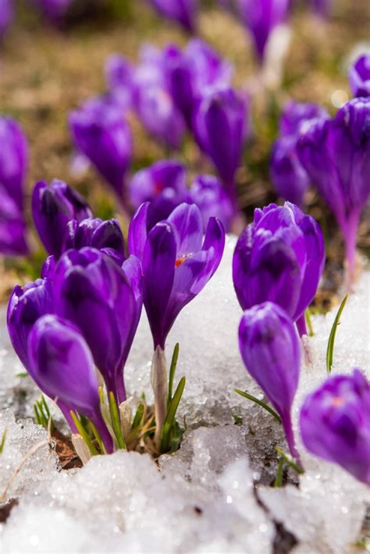What flowers come up in the spring