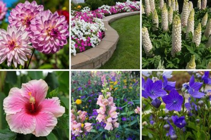 What flowers grow in NJ