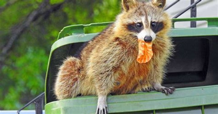 What food do you use to catch a raccoon