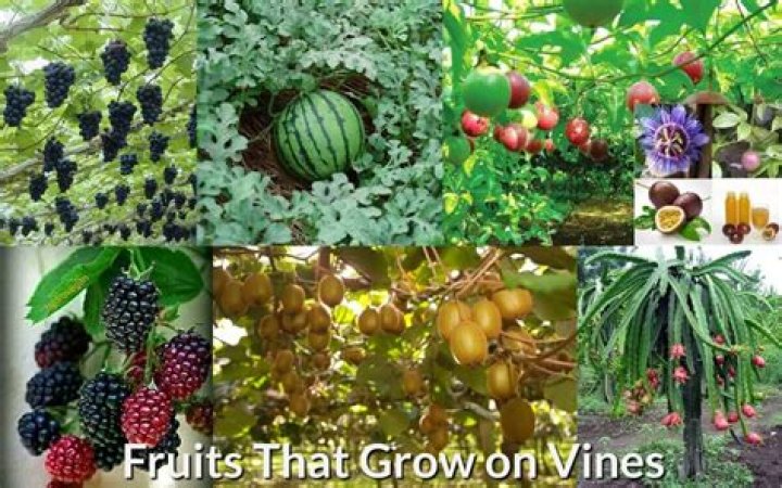 What food grows on a vine