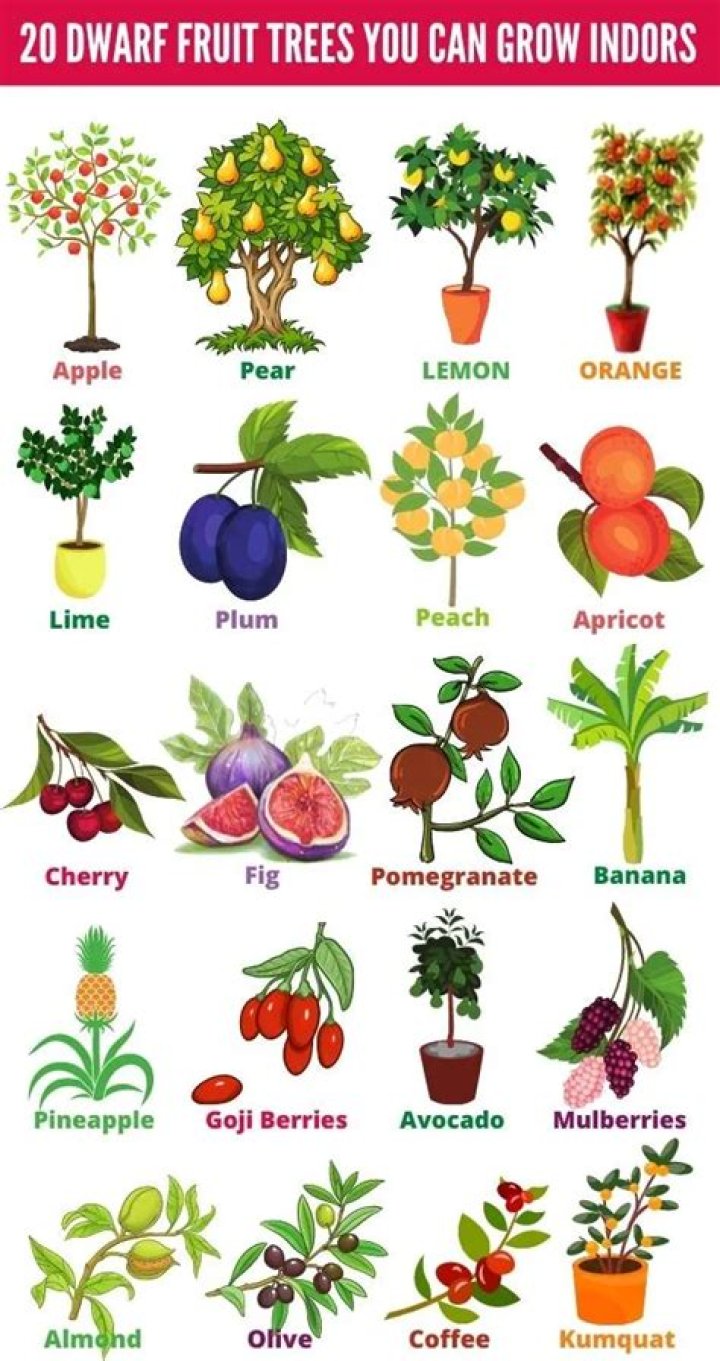 What fruit does not grow on trees