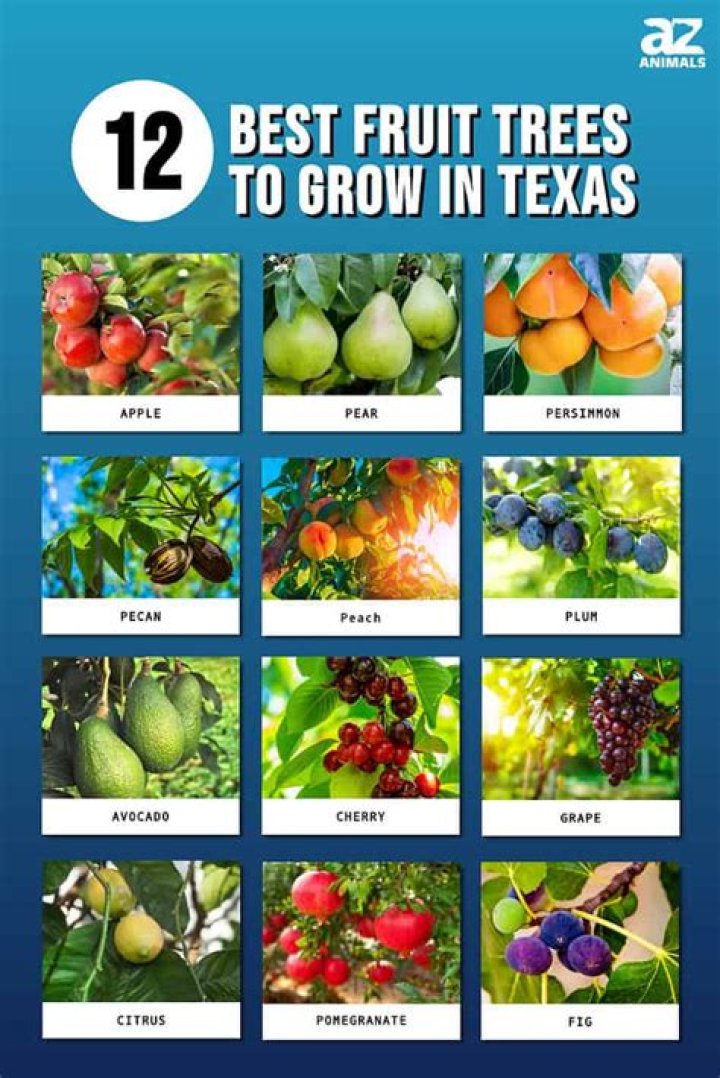 What fruits can you grow in Tennessee