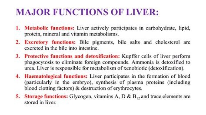 What functions are performed by the liver