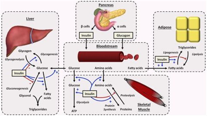 What gland produces glucagon