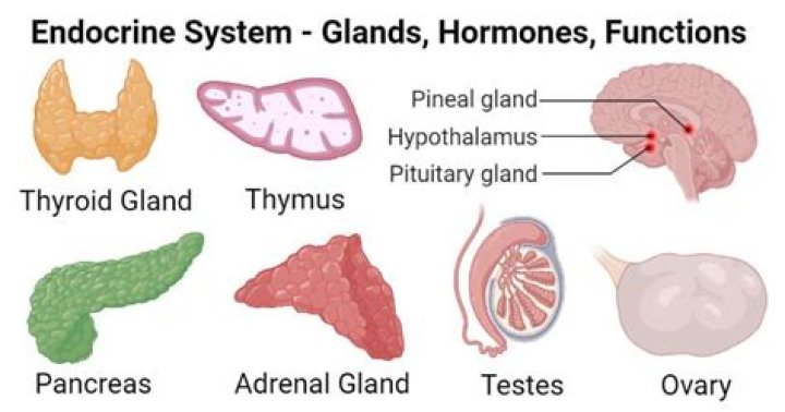 What glands secrete epinephrine