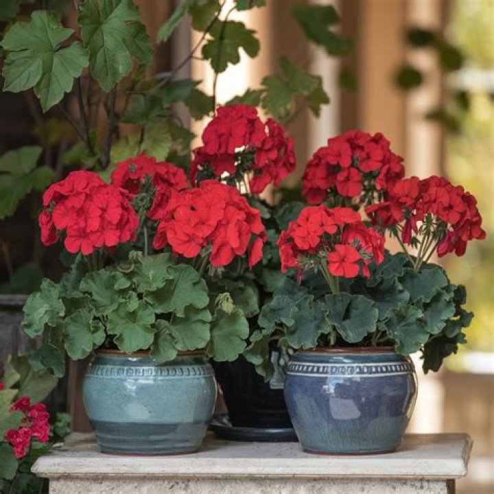What goes well with geraniums