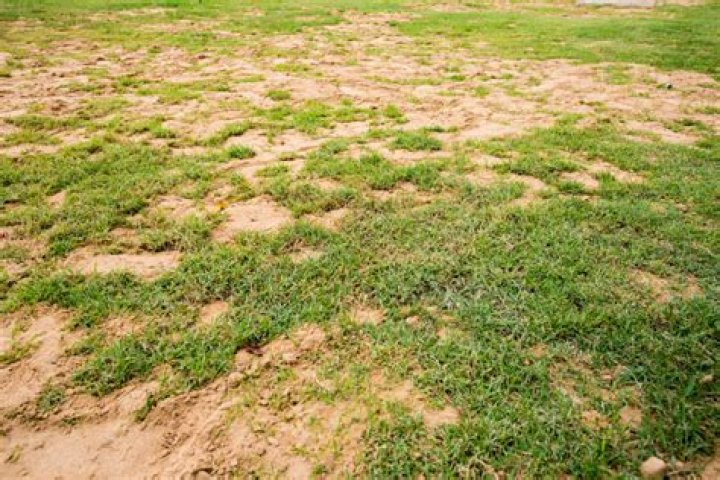 What grass grows best in acidic soil