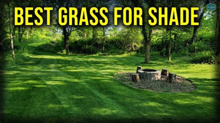 What grass grows well in shade