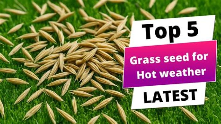 What grass is good for hot weather