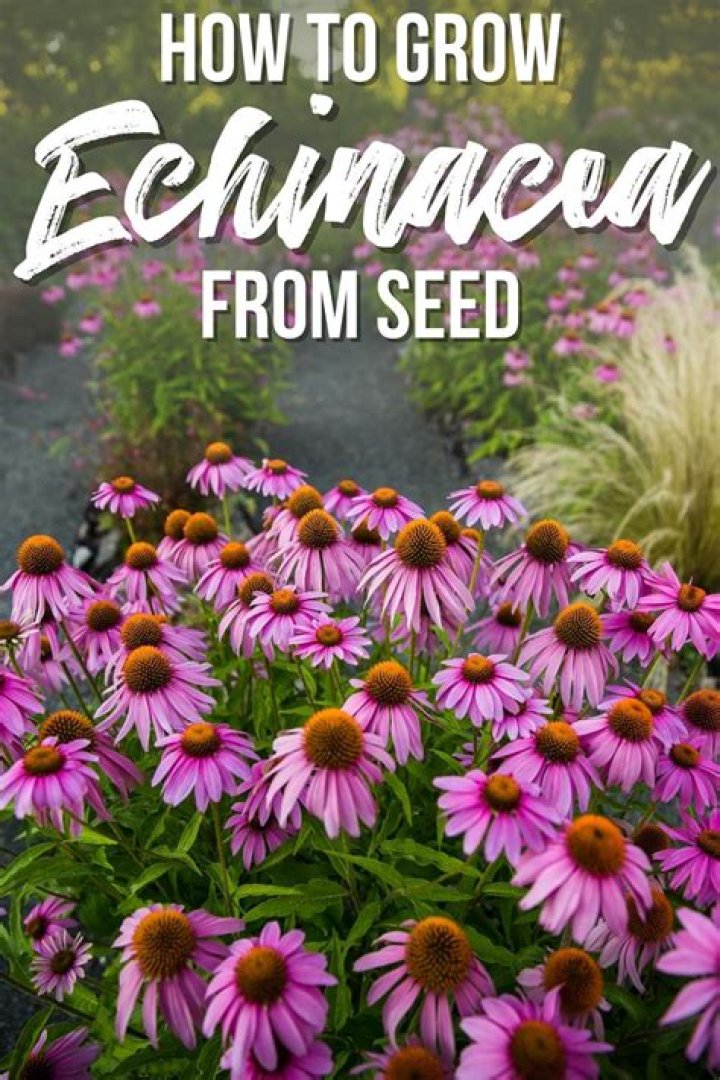 What grows well with echinacea