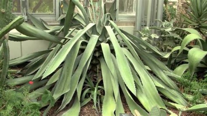 What happens after a century plant blooms